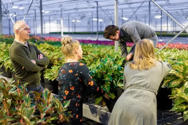 Meet the small Aglaonema plant