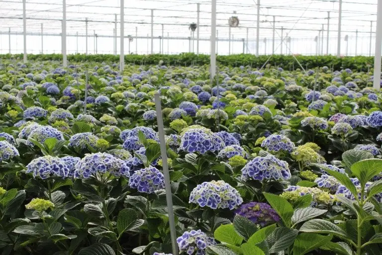 Virtual Grower Visit: Bibo hydrangeas