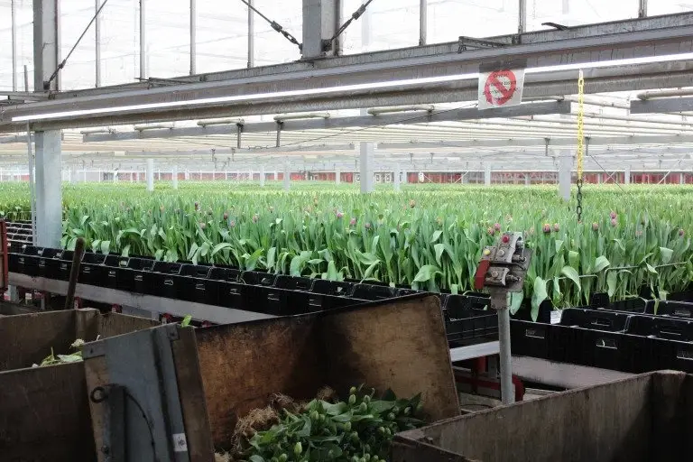 Virtual Grower Visit: Borst Bloembollen