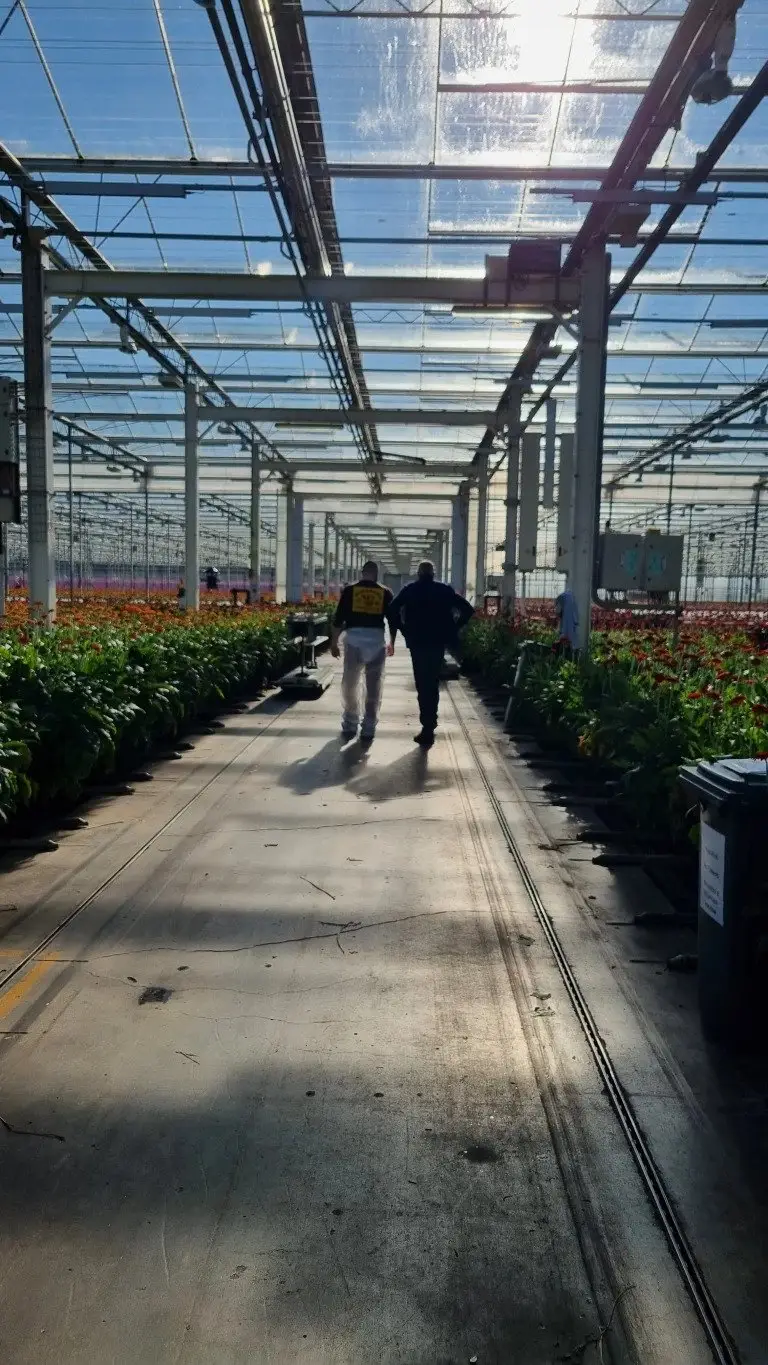 The leading Gerbera grower
