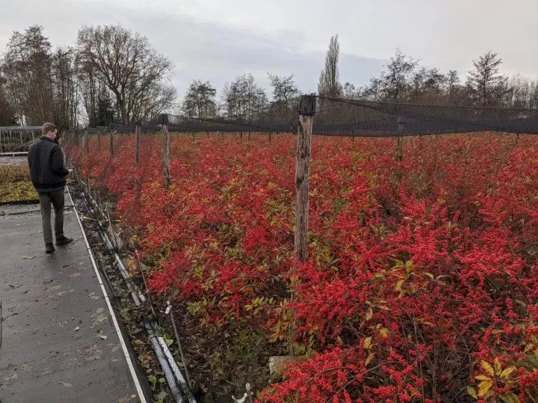 Virtual Grower Visit: Ilex Grower