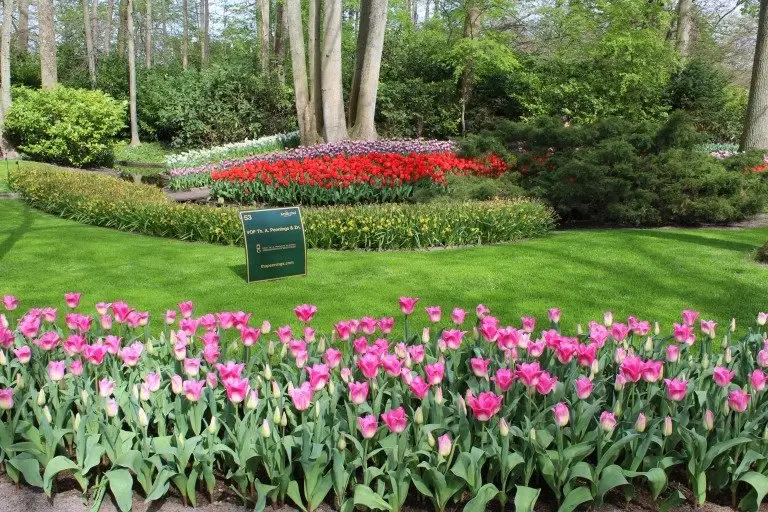 Virtual Grower Visit: Keukenhof