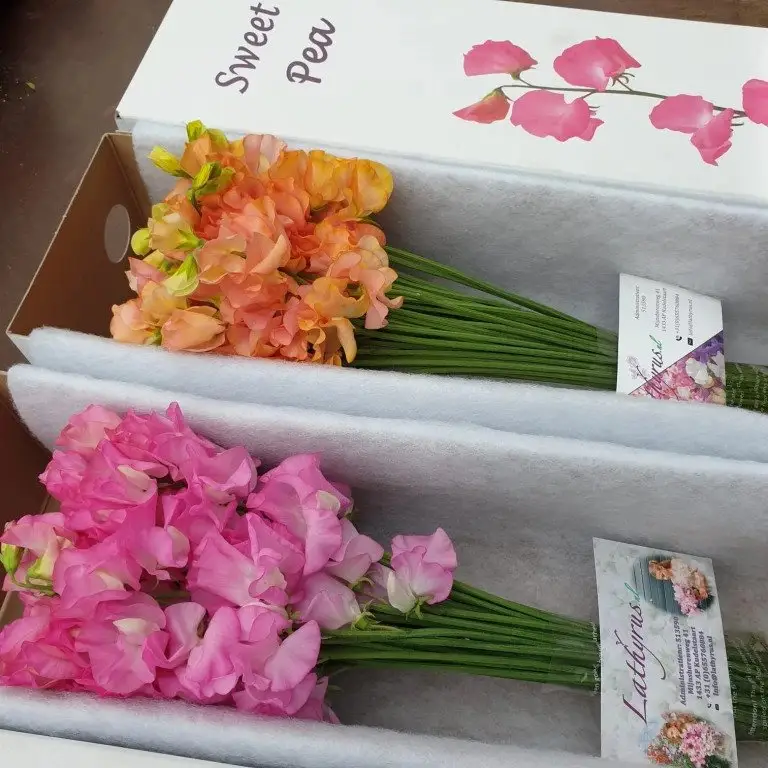 Virtual grower visit: Lathyrus
