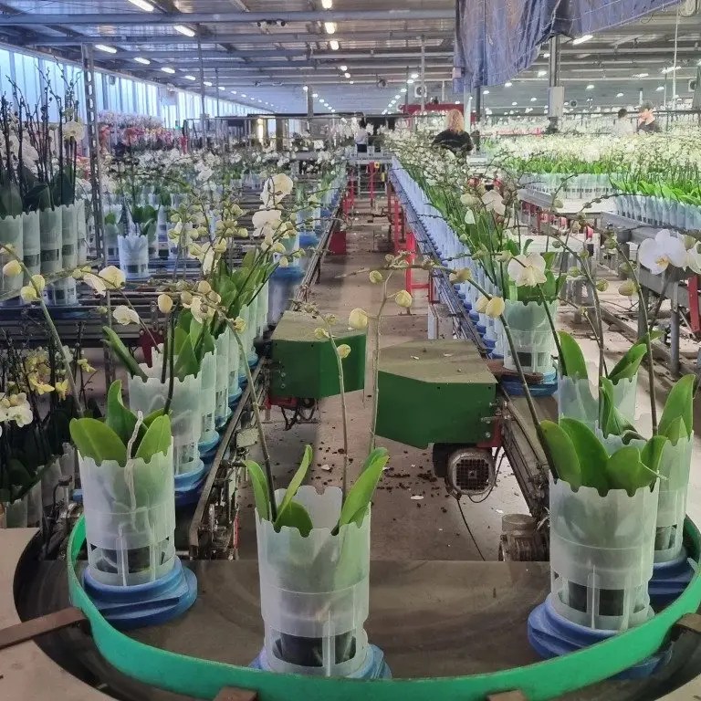 Leading Orchid Grower