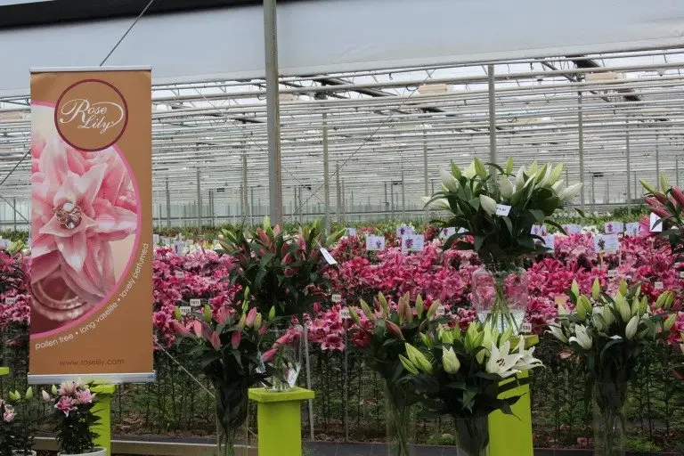 Visit to the Dutch Lily Days