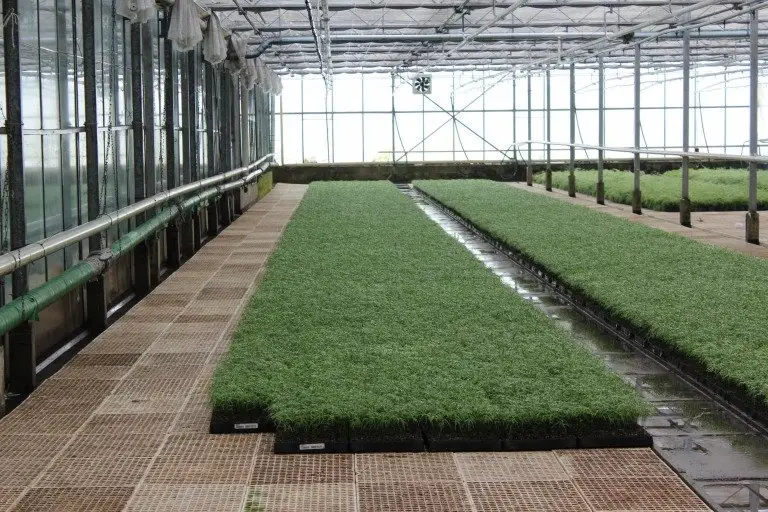 Virtual Grower Visit: Mulder Asparagus