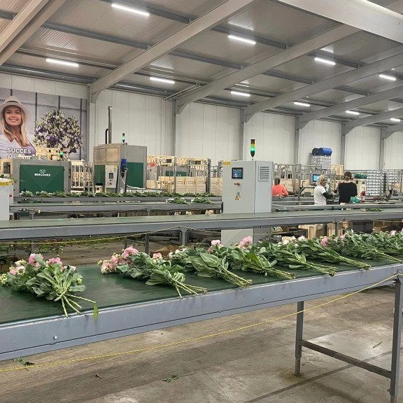 Virtual Grower Visit: Van der Lugt