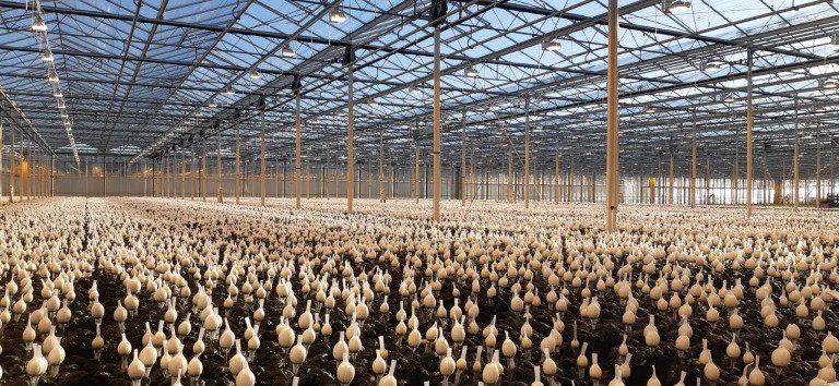 Virtual Grower Visit: Van Leeuwen