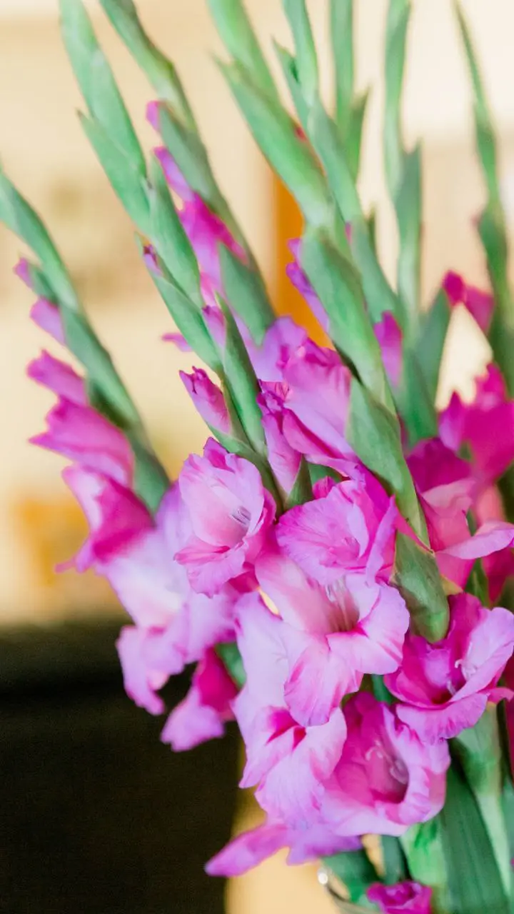 Keurmeester / Kwaliteitscontroleur snijbloemen