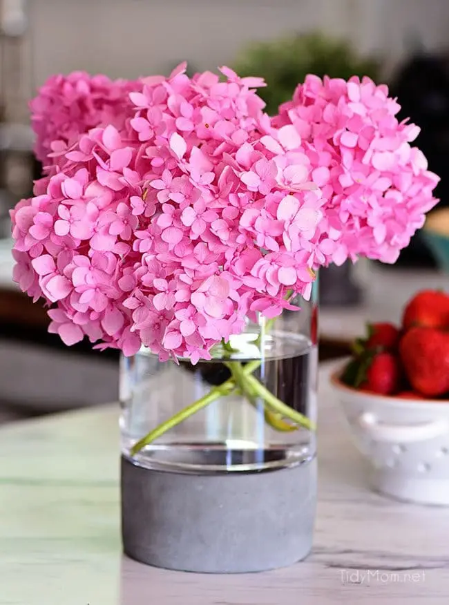 Hydrangea