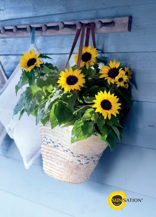 Helianthus