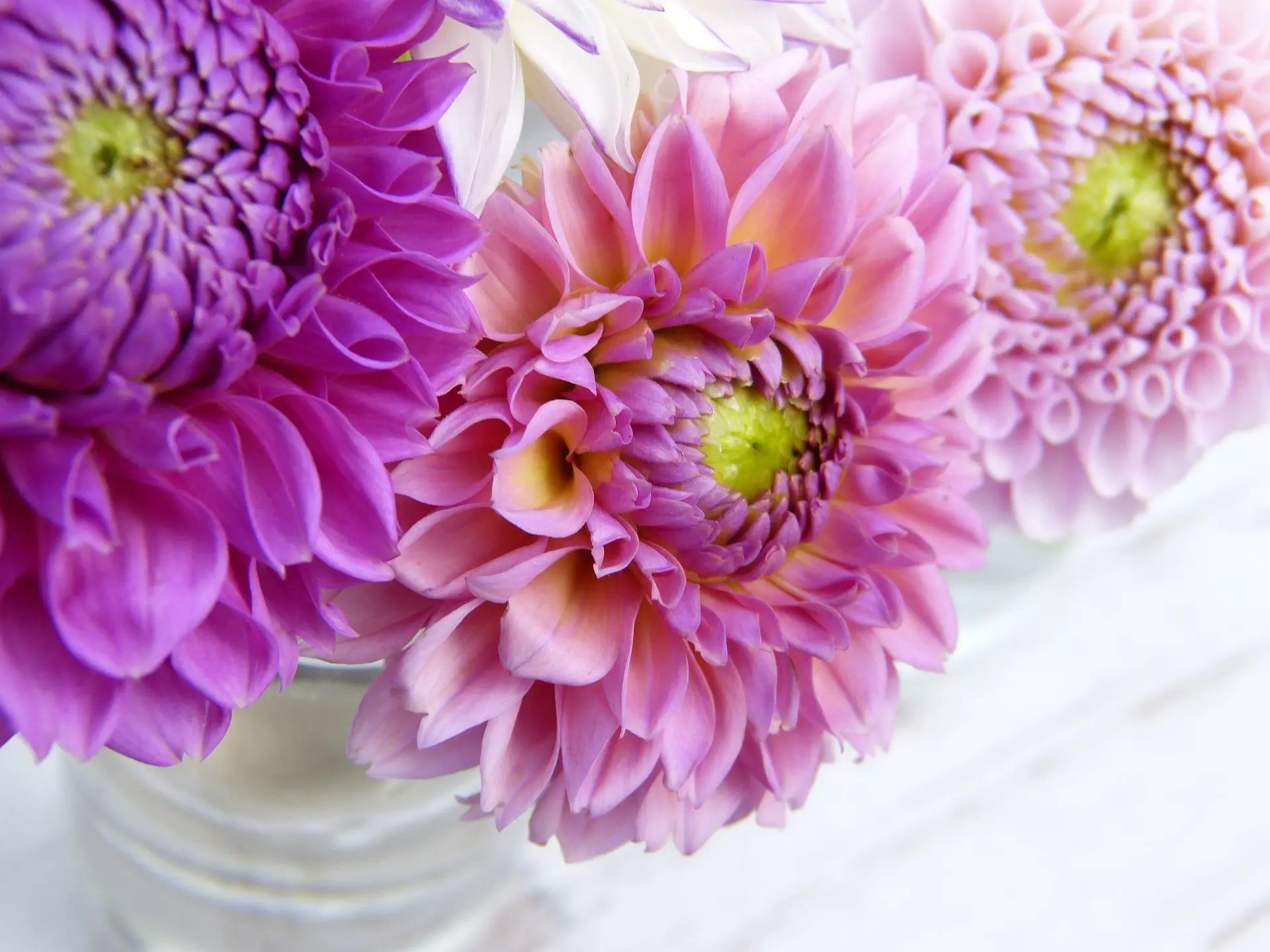 Dahlia