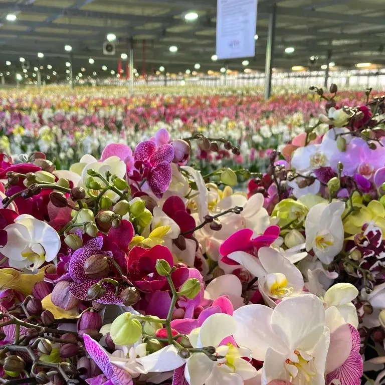 Leading Orchid Grower