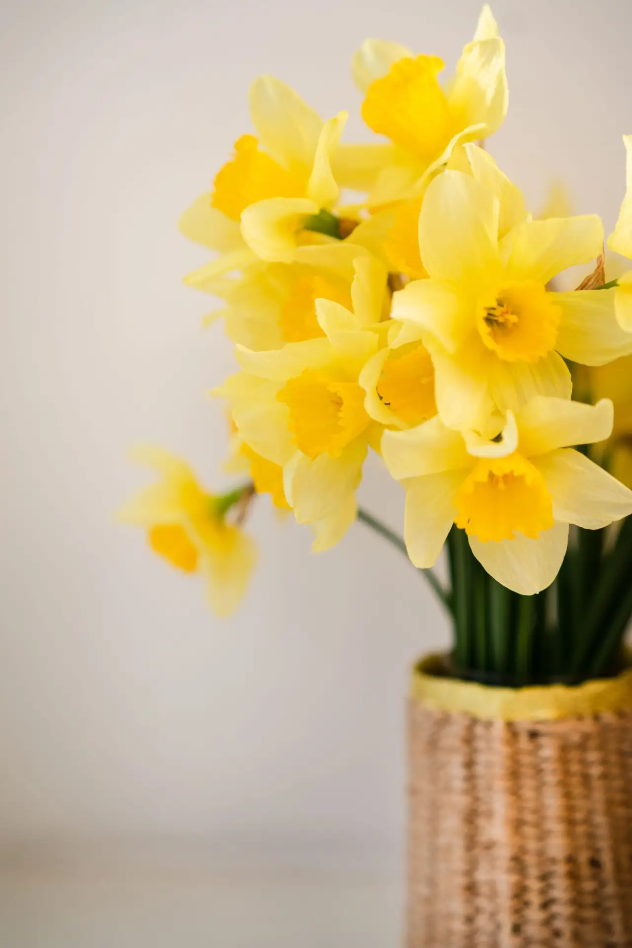 Narcissus