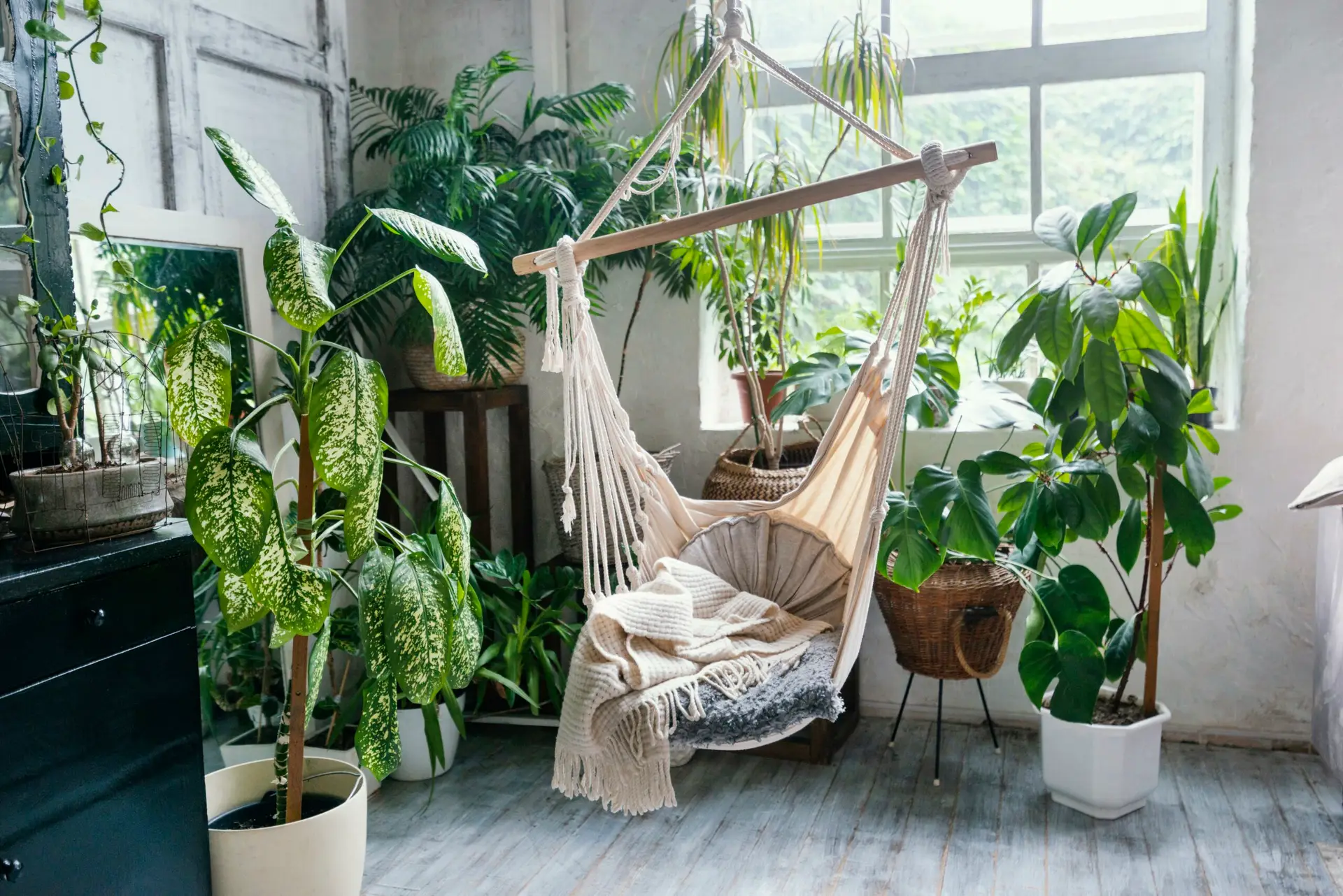 Why House Plants Are Good For You?