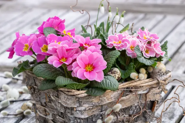 Primula