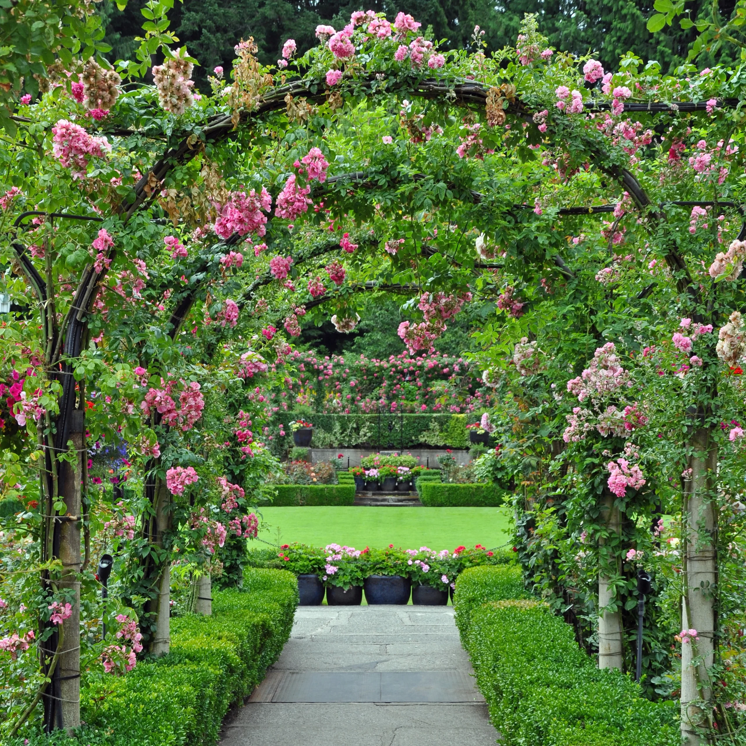 Garden Roses