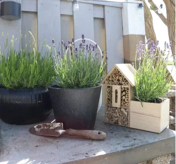 Lavandula