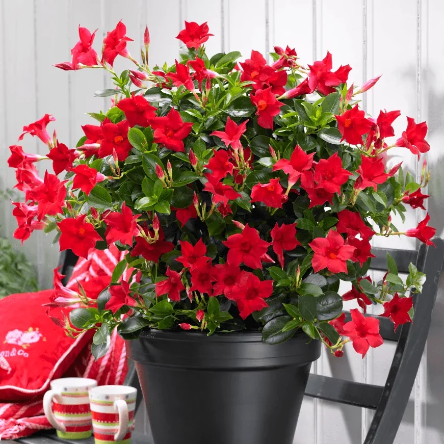 Mandevilla