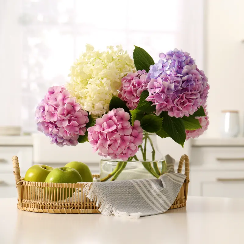 Dutch Hydrangeas
