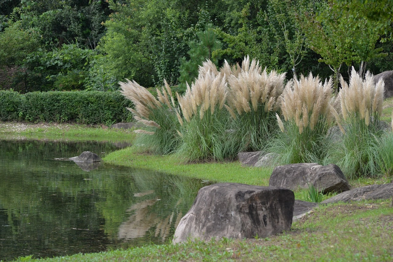 Cortaderia