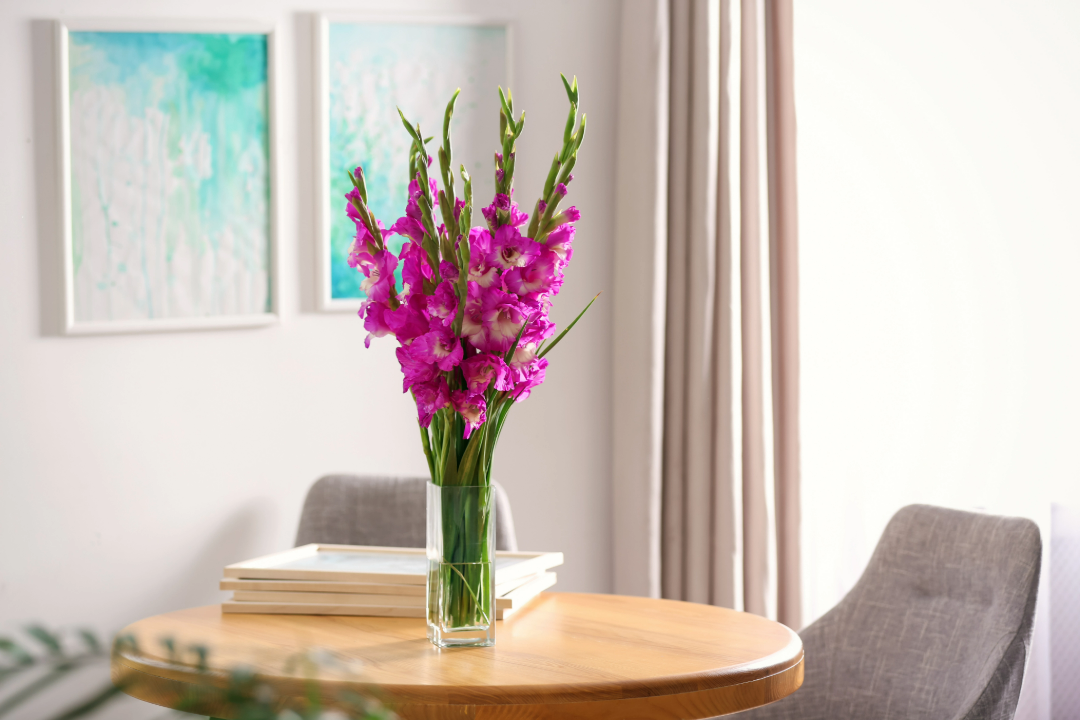Gladiolus