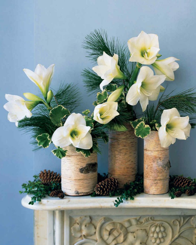 Amaryllis