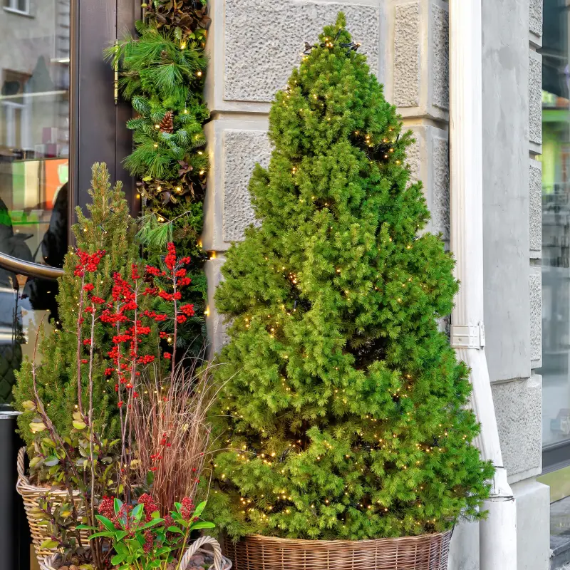Picea Glauca