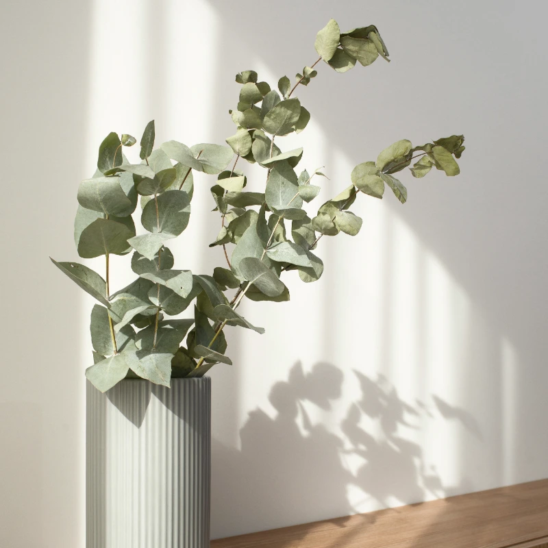 Eucalyptus