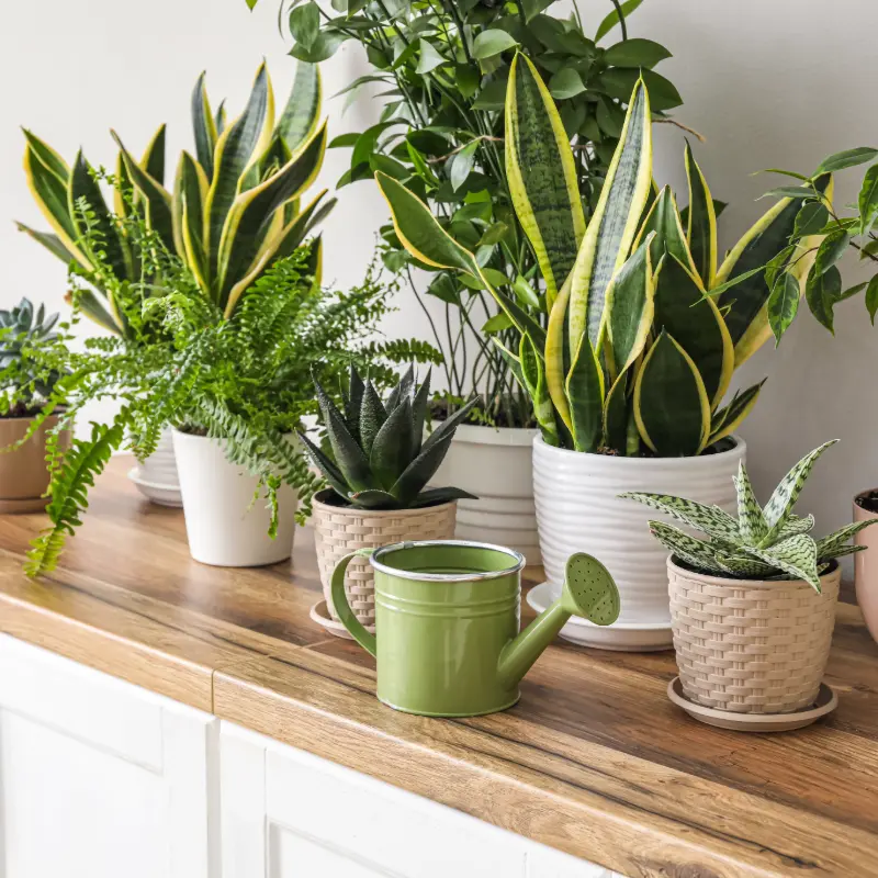 Indoor Green Plants