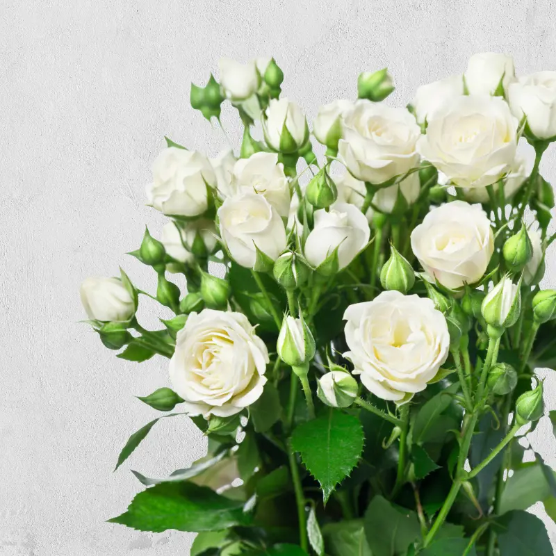 Spray Roses