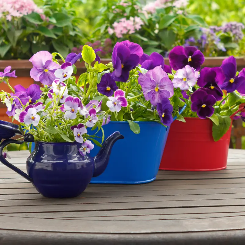 Viola