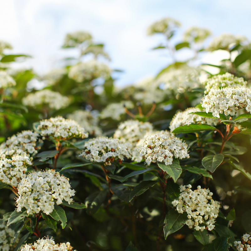 Viburnum plants