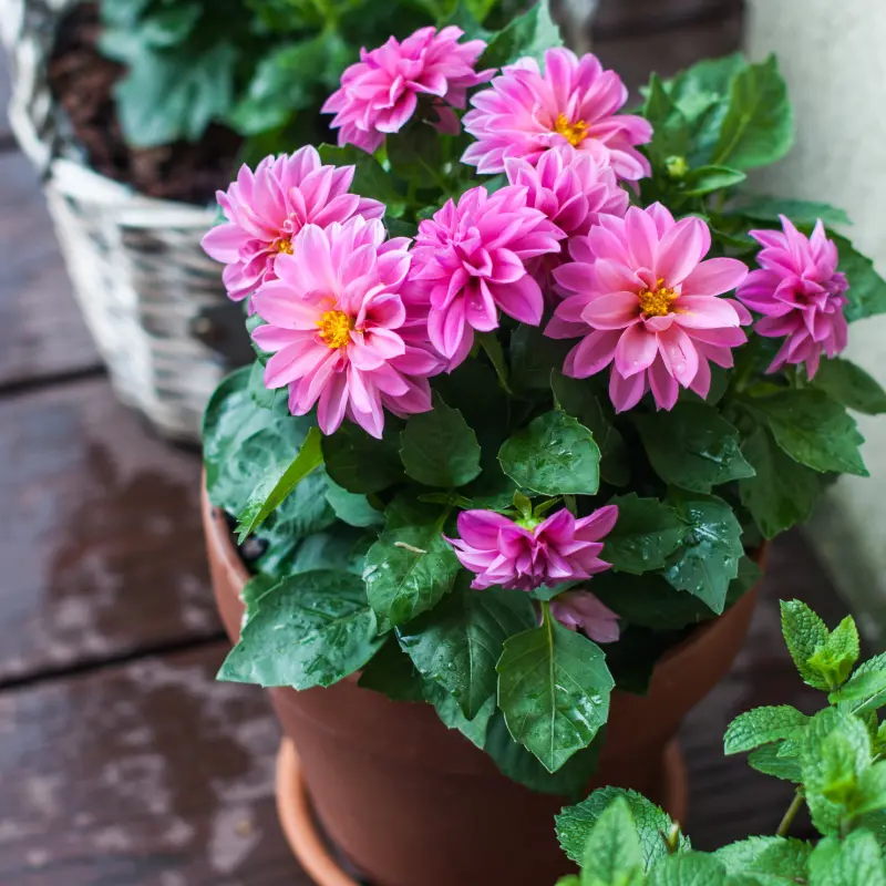 Dahlia