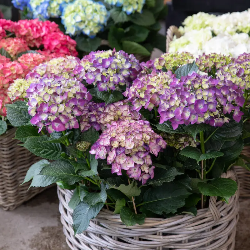 Hydrangea Plants