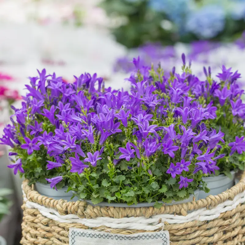 Campanula