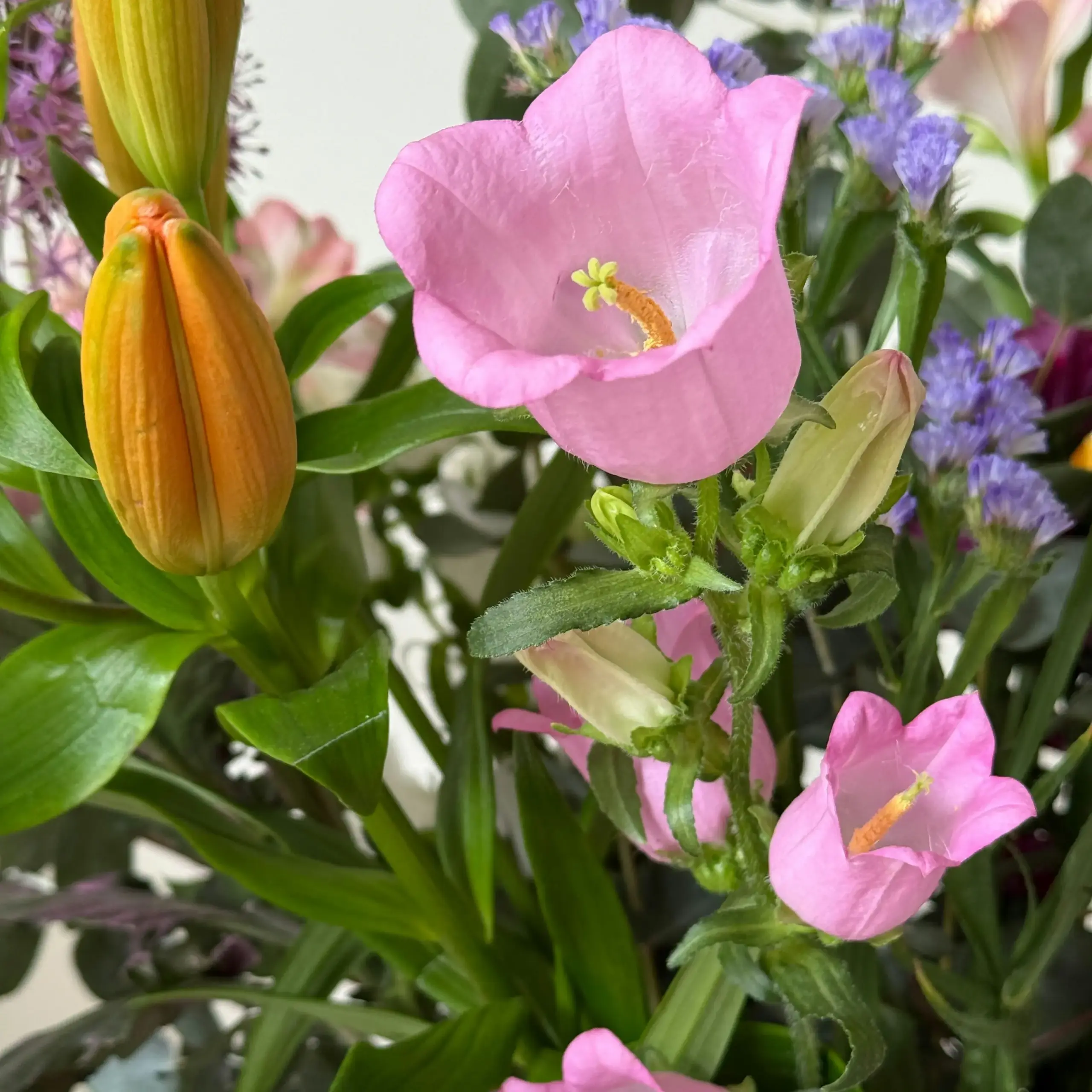 Campanula