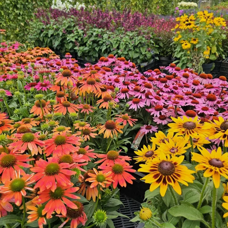 Echinacea