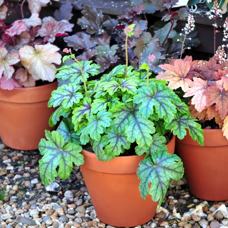 Heuchera